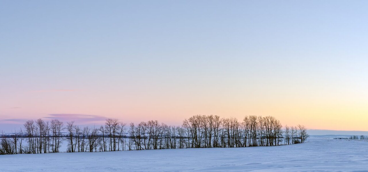 Alberta prairie winter landscape bare trees sunset