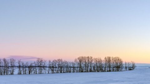 Alberta prairie winter landscape bare trees sunset