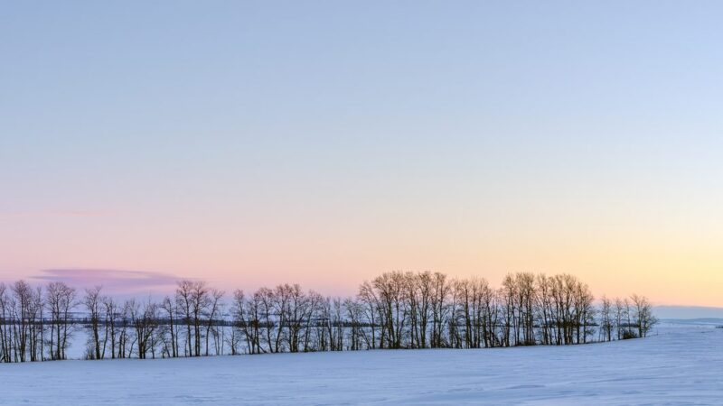 Alberta prairie winter landscape bare trees sunset